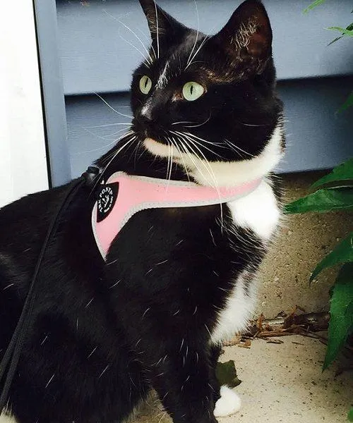 Easy Fit Liberta Black Harness with No Escape Adjustable Closure