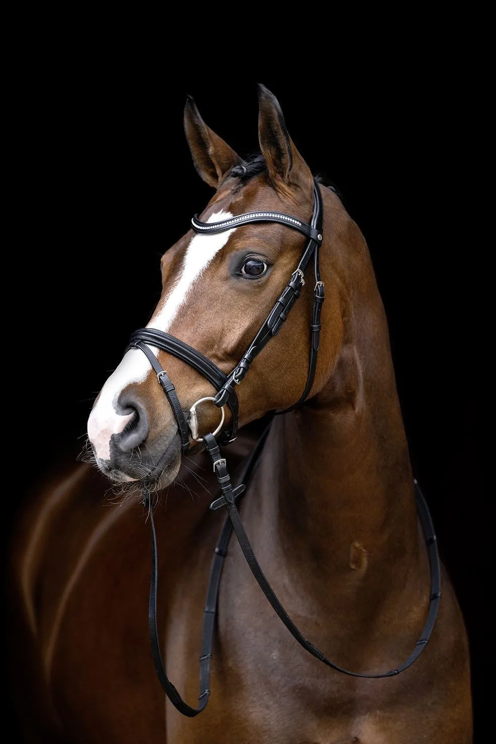 HKM Bridle Malin