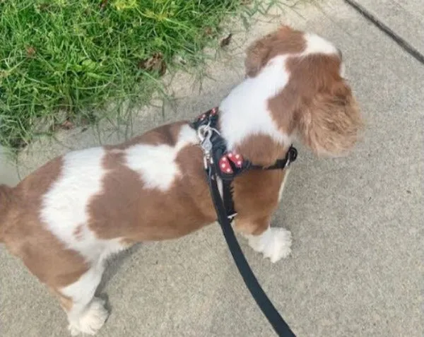 Ladybug Step-in Leather Dog Harness
