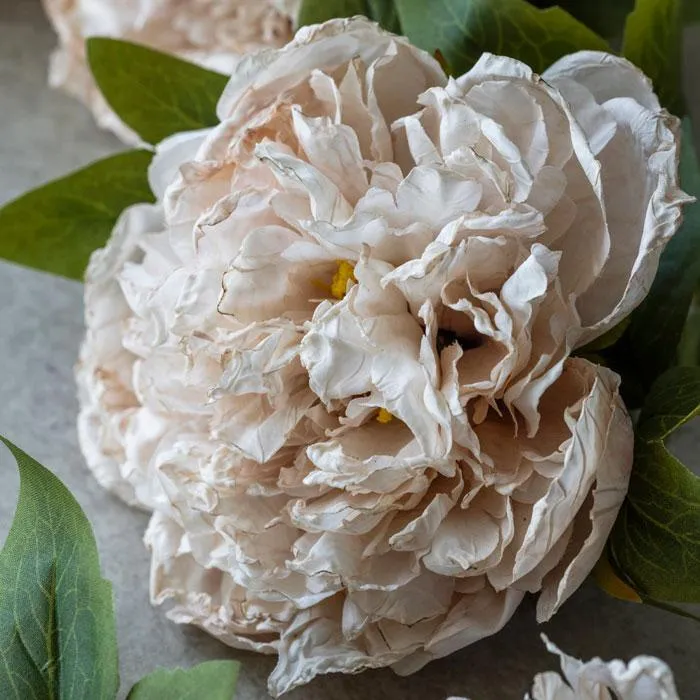 Peony Evening Dew Stem