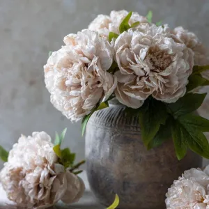 Peony Evening Dew Stem
